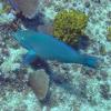 Stoplight Parrotfish