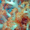 Soft Coral Tree