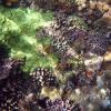 Shallow Coral Landscape