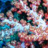 Soft Coral Closeup