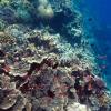 Reef Wall