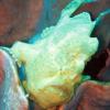 Frogfish
