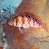 Hawkfish