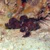 Black Leaf Scorpionfish