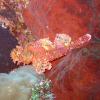 Scorpionfish On Sponge