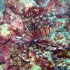 Lionfish Against Reef