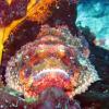 False Stonefish