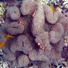 Anemone from Above