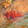Spotfin Lionfish