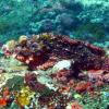 Scorpionfish Closeup