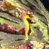 Seahorse
