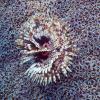 Feather Duster Worm on Hammer Coral