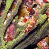 Flatworm