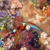 Nudibranch