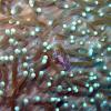 Anemone Shrimp