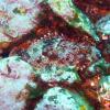 Scorpionfish