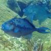 Finescaled Triggerfish