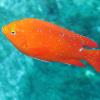 Garibaldi