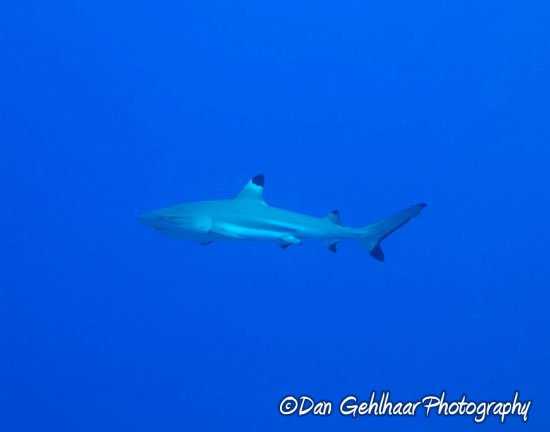 Blacktip Reef Shark