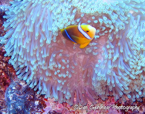 Clownfish in Pink Anemone