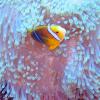Clownfish in Pink Anemone