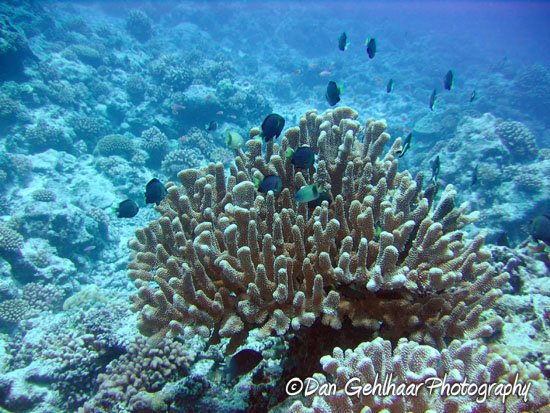 Damsels in Acropora