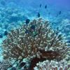 Damsels in Acropora