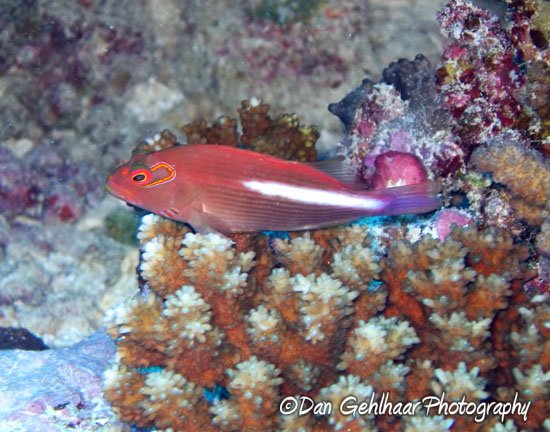 Hawkfish
