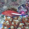 Hawkfish