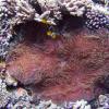 Large Anemone with Clownfish