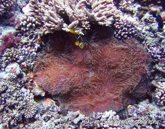 Large Anemone with Clownfish