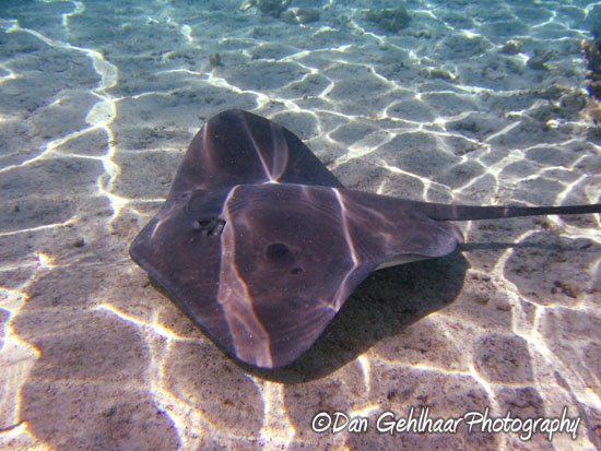 Stingray Closeup