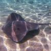 Stingray Closeup
