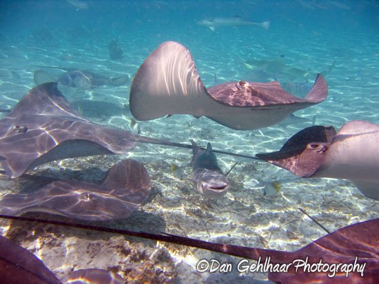 Stingrays