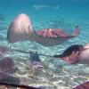 Stingrays