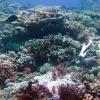 Reef Vista
