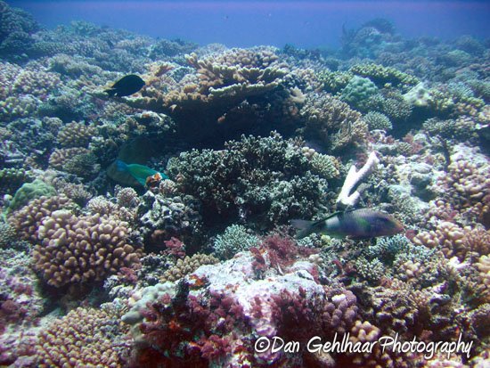 Reef Vista